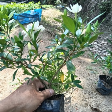 【实力】桅子花，支持视频看货，可发往全国市场！