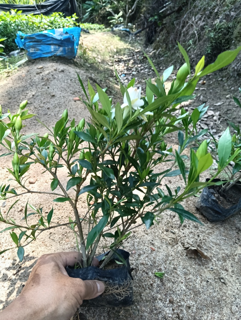 【实力】桅子花，支持视频看货，可发往全国市场！