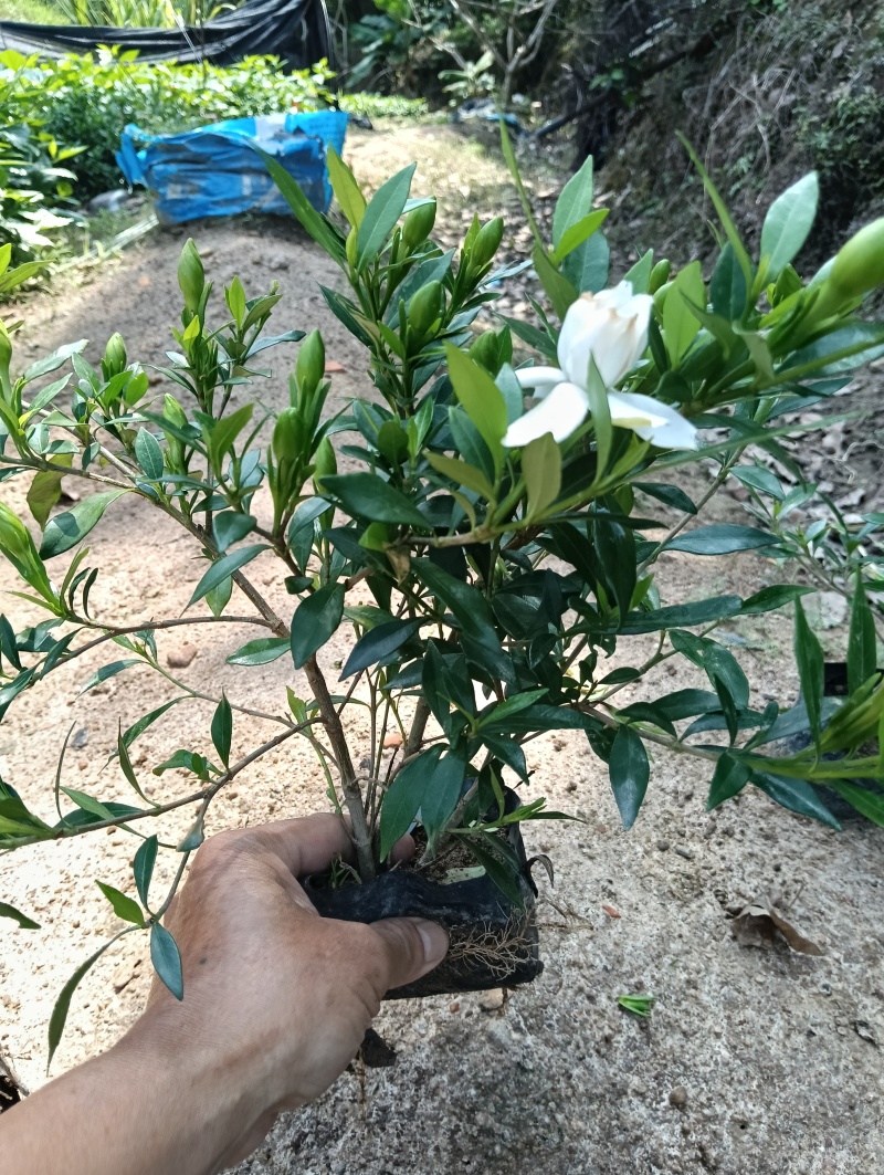 【实力】桅子花，支持视频看货，可发往全国市场！