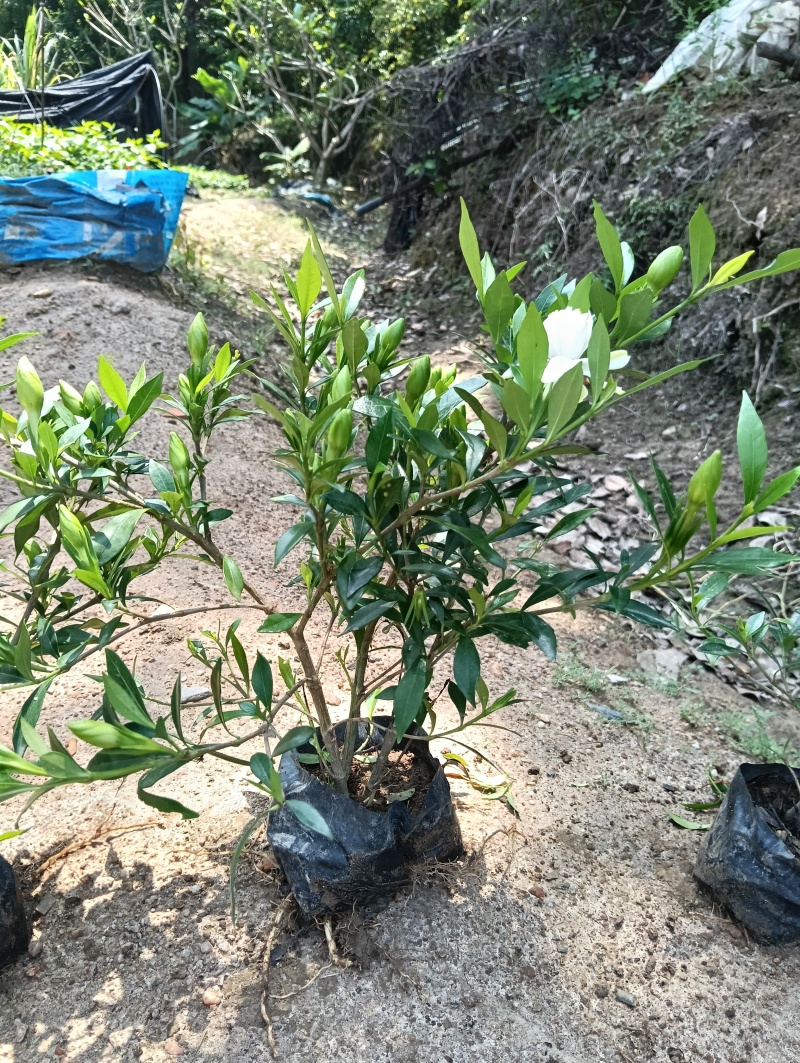 【实力】桅子花，支持视频看货，可发往全国市场！