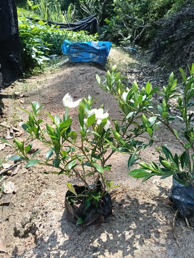 【实力】桅子花，支持视频看货，可发往全国市场！