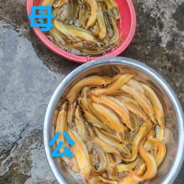 塘角鱼。