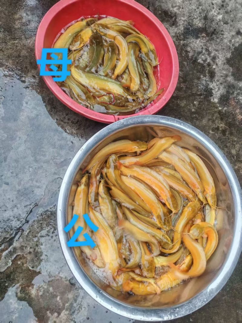 塘角鱼。
