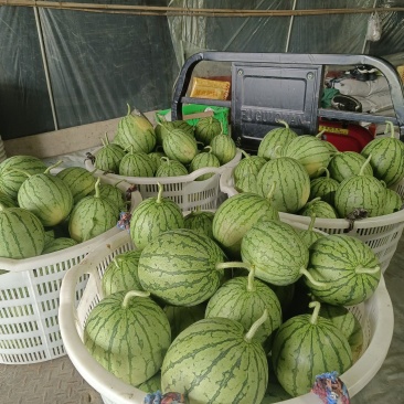 口口脆直播苗开始出售有没有需要的老板！现摘现发