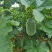 节瓜香芋节瓜****香芋味节瓜基地直供