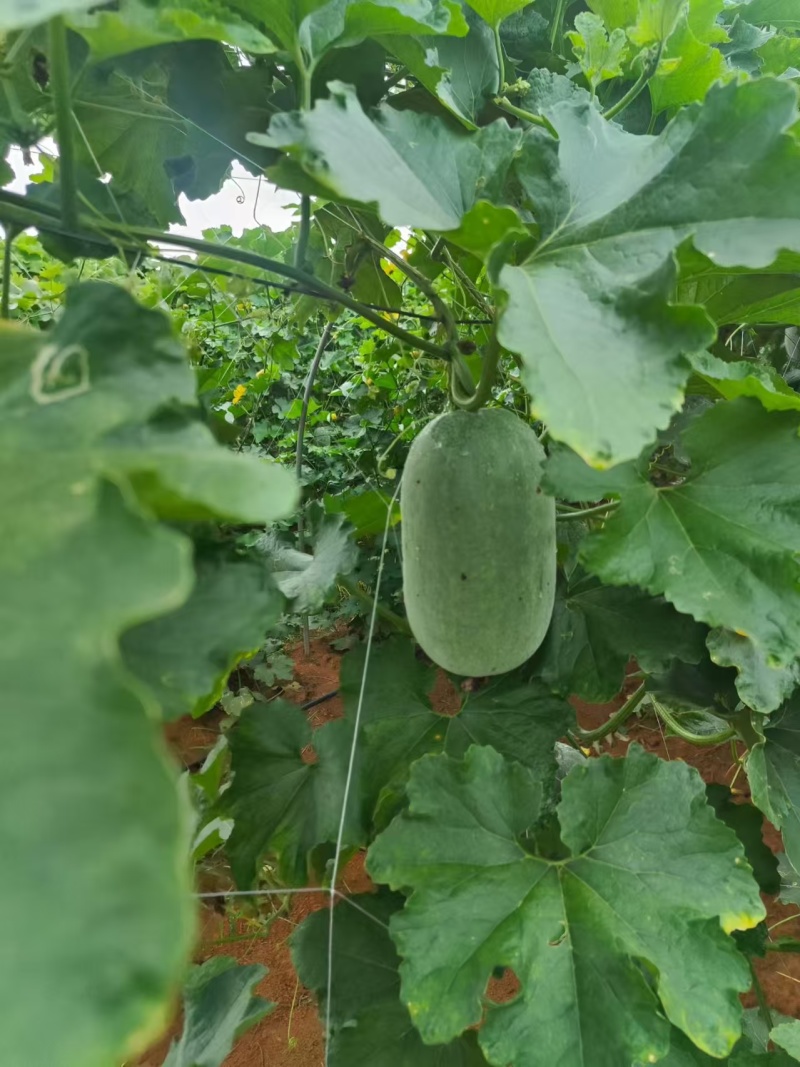 节瓜香芋节瓜****香芋味节瓜基地直供