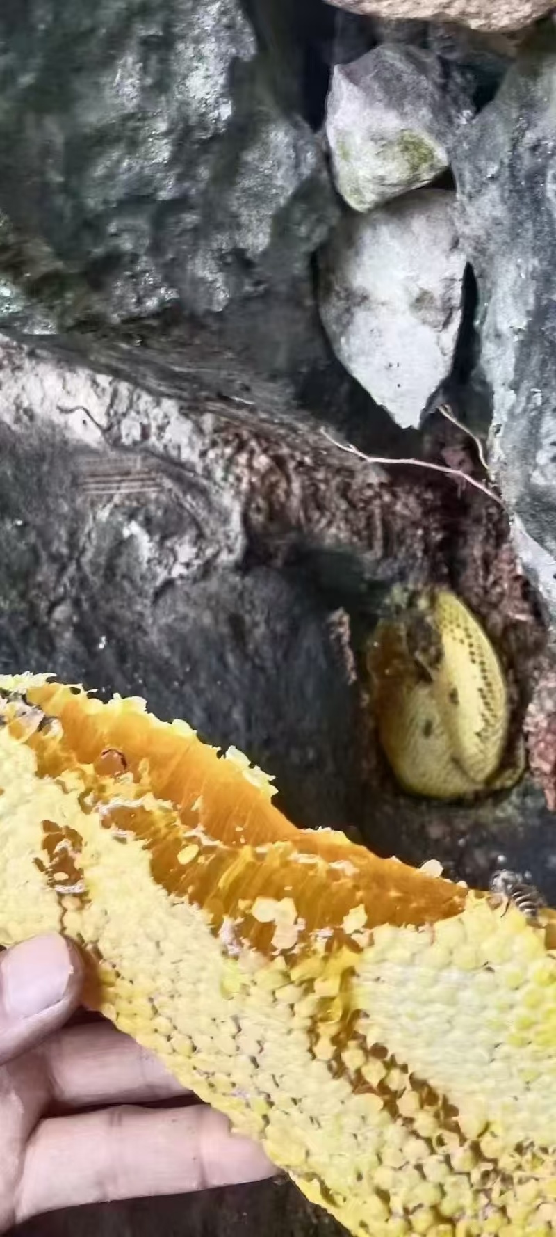 ***野生蜂蜜
