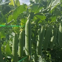 云南高原长寿仁剥豌豆，脆甜可口欢迎大家了解