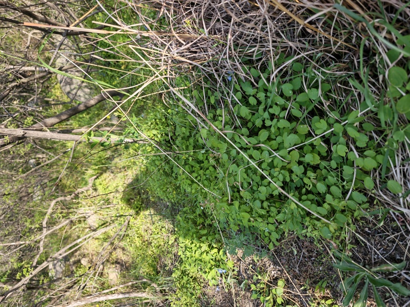 延胡索（元胡）