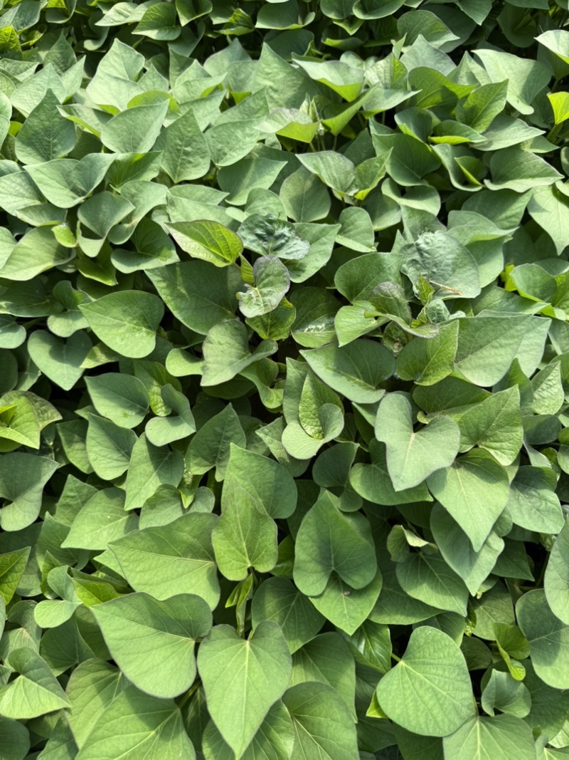 红瑶红薯苗、红瑶、榴莲蜜薯、红薯苗、地瓜苗、