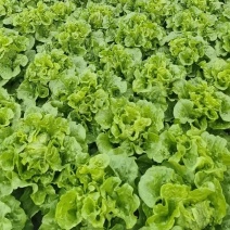 云南高原意大利生菜