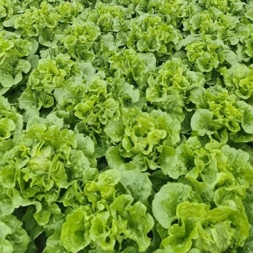 云南高原意大利生菜