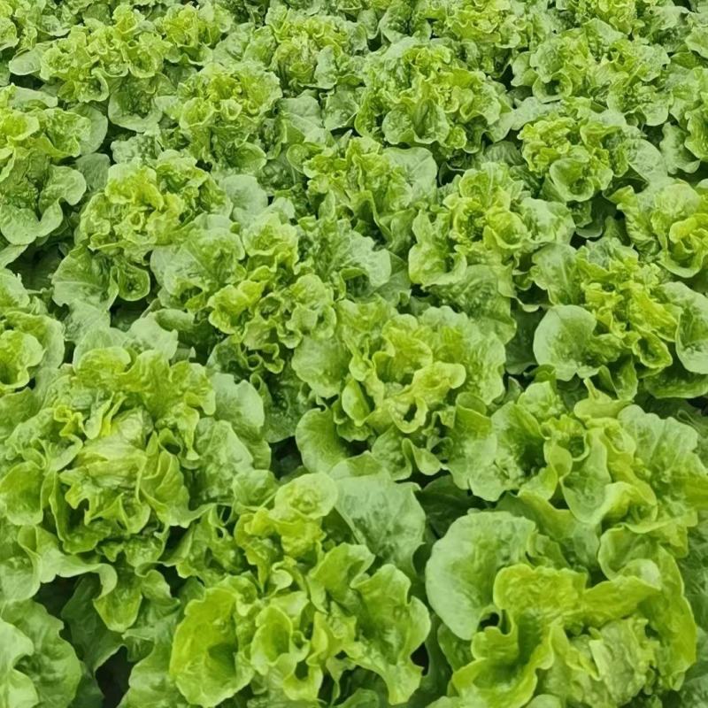 云南高原意大利生菜