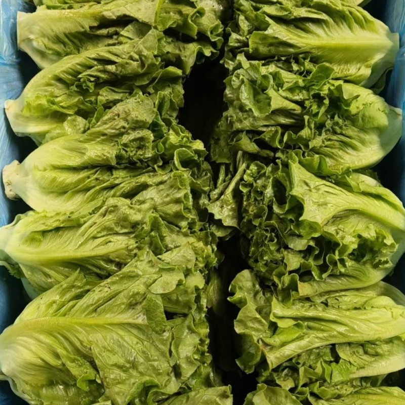 云南高原意大利生菜