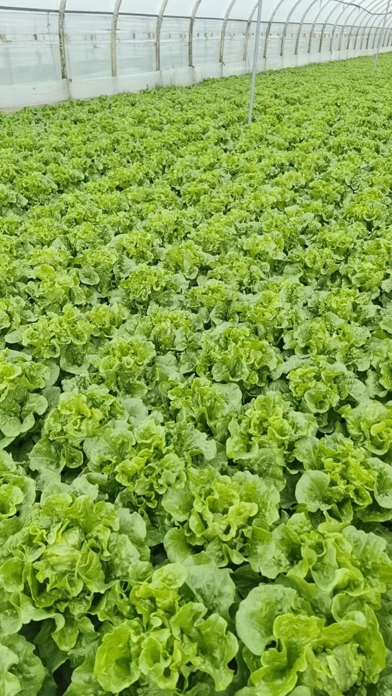 云南高原意大利生菜