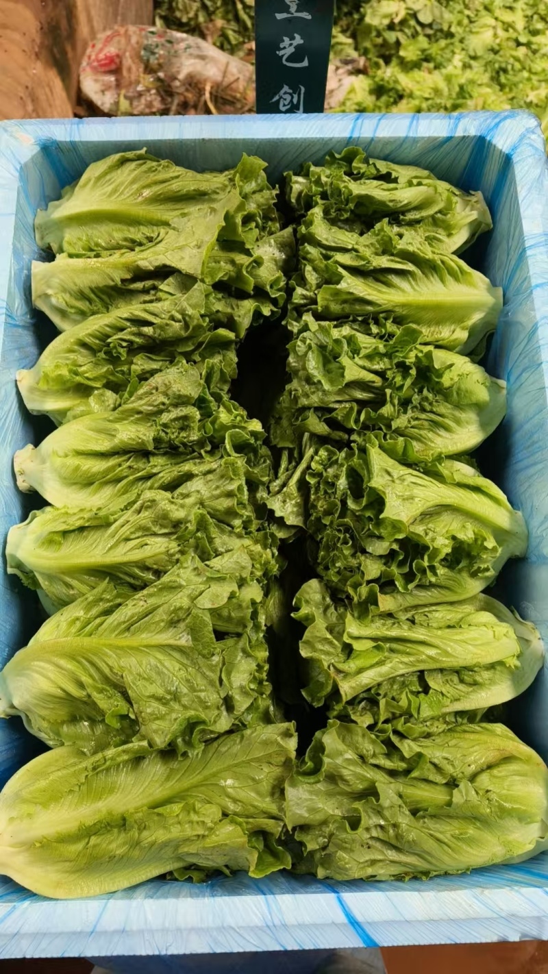 云南高原意大利生菜