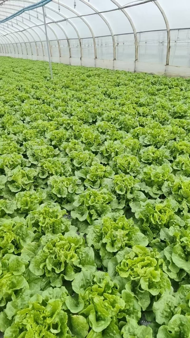 云南高原意大利生菜