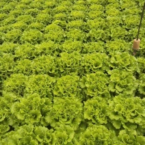 云南高原精品散叶生菜