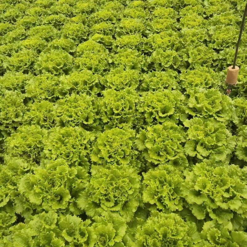 云南高原精品散叶生菜