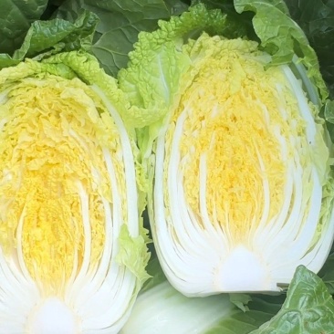 娃娃菜