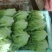 云南高原精品散叶生菜