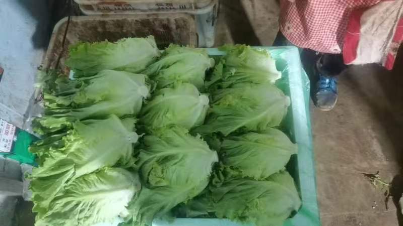 云南高原精品散叶生菜
