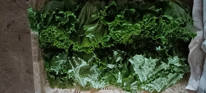 云南高原精品散叶生菜