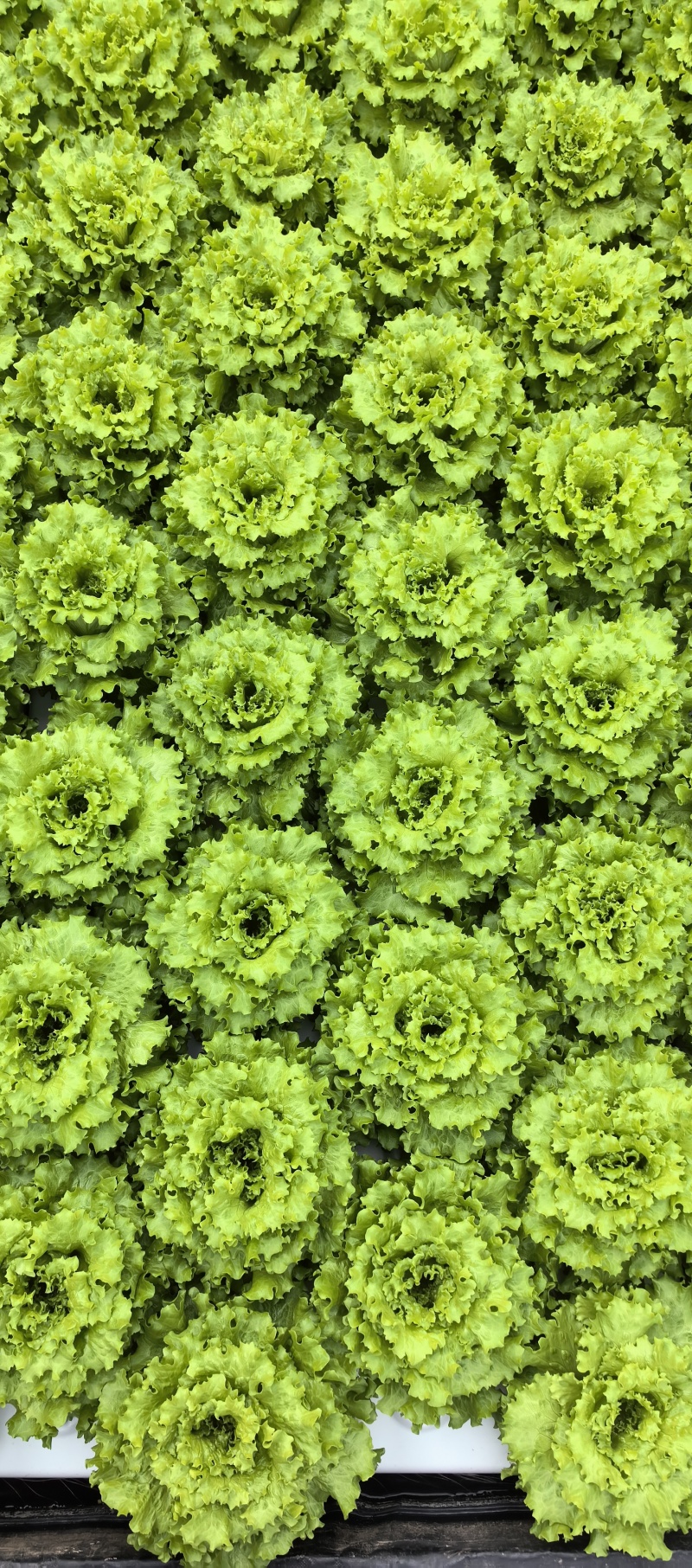 当阳绿沃川花生生菜水培技术