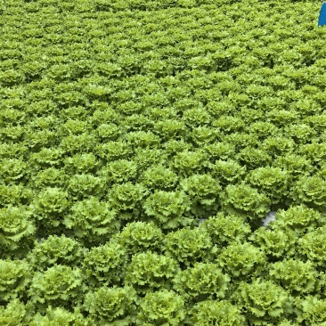 当阳绿沃川花生生菜水培技术