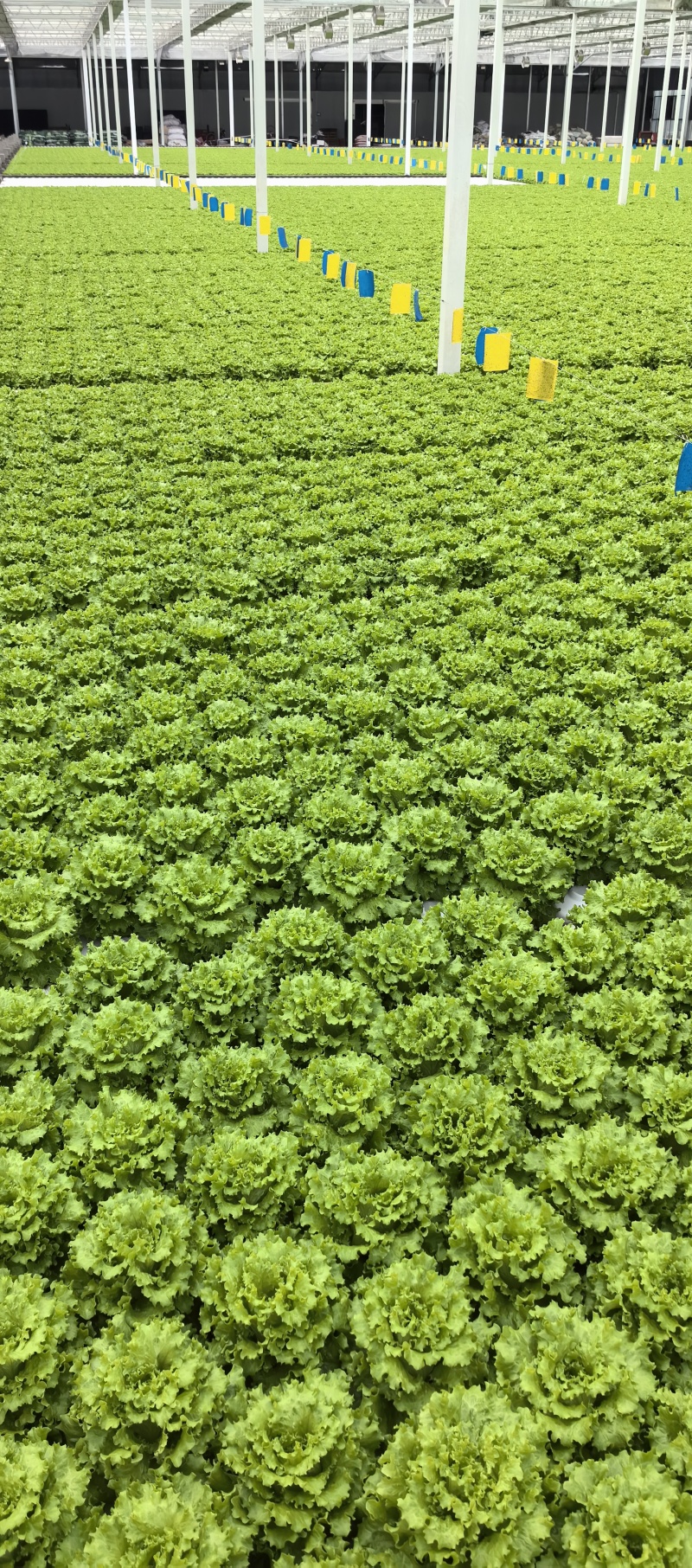 当阳绿沃川花生生菜水培技术