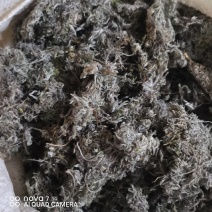 茵陈绵茵陈整棵茵陈规格齐全产地直销量大从优。