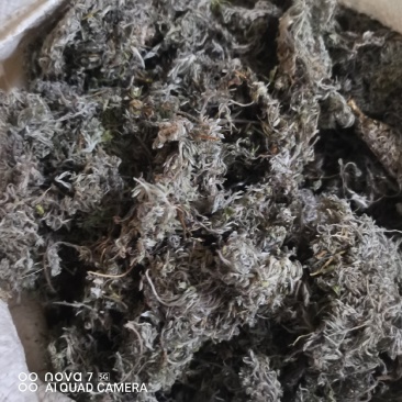 茵陈绵茵陈整棵茵陈规格齐全产地直销量大从优。