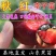 秋红李子树苗嫁接脆红李子苗龙园秋李果树南方北方种植带土叶