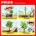 秋红李子树苗嫁接脆红李子苗龙园秋李果树南方北方种植带土叶