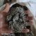 茵陈绵茵陈整棵茵陈规格齐全产地直销量大从优。