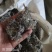 茵陈绵茵陈整棵茵陈规格齐全产地直销量大从优。