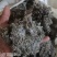 茵陈绵茵陈整棵茵陈规格齐全产地直销量大从优。