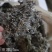 茵陈绵茵陈整棵茵陈规格齐全产地直销量大从优。