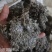 茵陈绵茵陈整棵茵陈规格齐全产地直销量大从优。