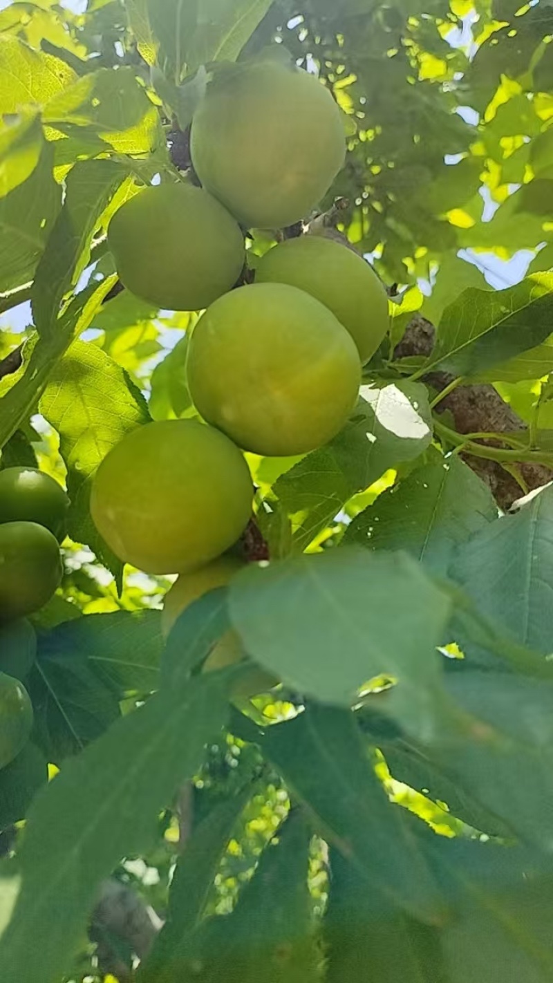 桂林三月李
