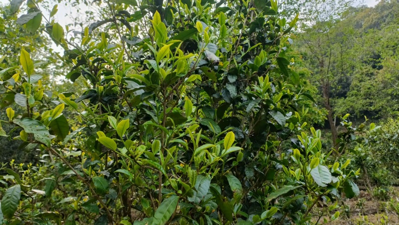 生态茶香味浓郁新鲜可视频看货欢迎咨询来电