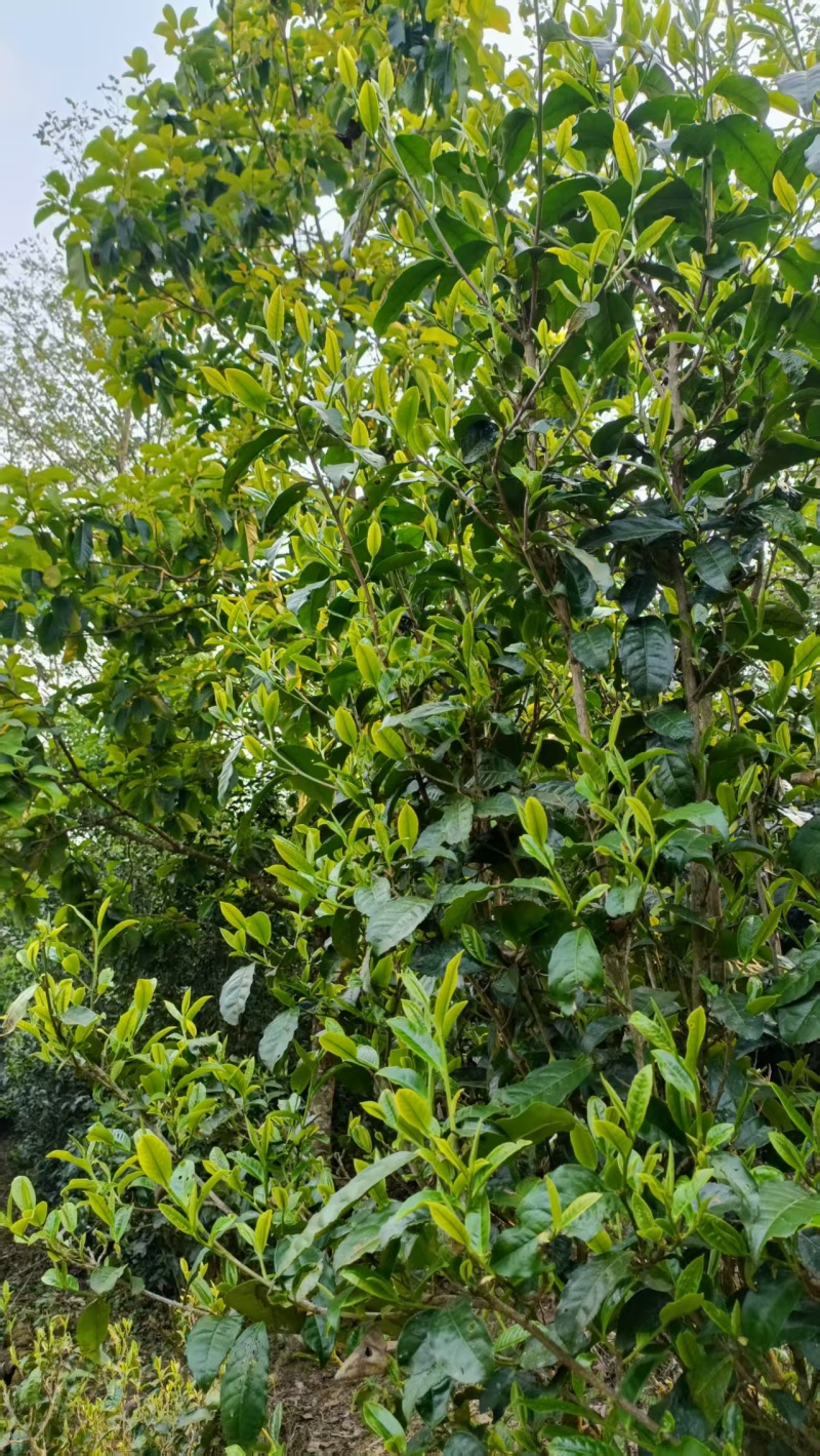 生态茶香味浓郁新鲜可视频看货欢迎咨询来电