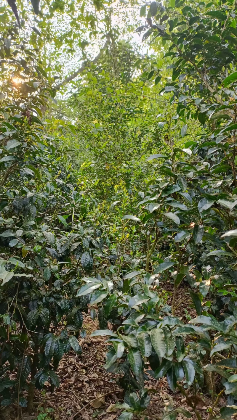 生态茶香味浓郁新鲜可视频看货欢迎咨询来电