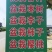 带土带叶发红秋王李子树苗南北方庭院地栽特大甜脆李阳台盆栽