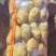 黄心土豆，湖北黄心土豆，产地直发，大量出货，诚信经营