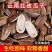 云南红瓜子，量大从优，物美价廉，可视频看货，欢迎咨询