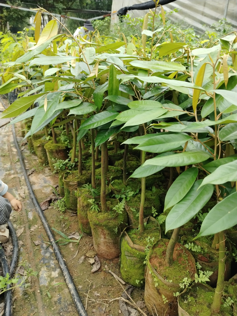 榴莲果树苗，嫁接苗，带营养杯带土带叶发货的
