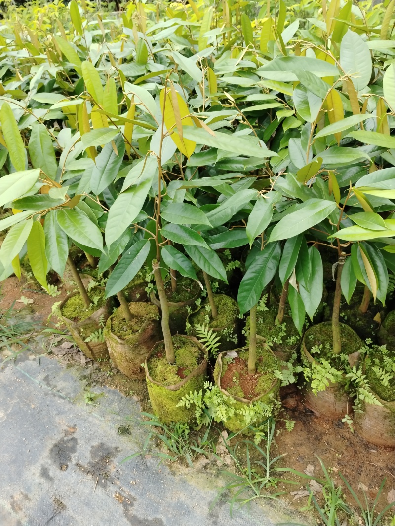 榴莲果树苗，嫁接苗，带营养杯带土带叶发货的