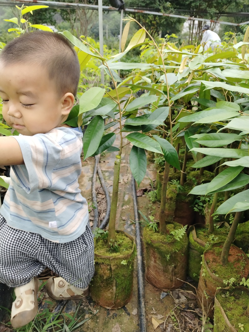 榴莲果树苗，嫁接苗，带营养杯带土带叶发货的