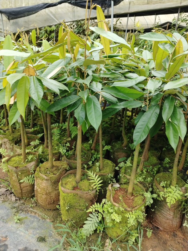 榴莲果树苗，嫁接苗，带营养杯带土带叶发货的